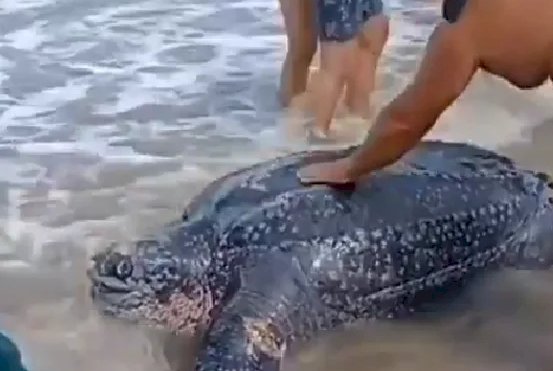 TORTUGALASTONINAS