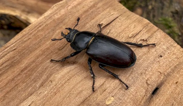 ESCARABAJO