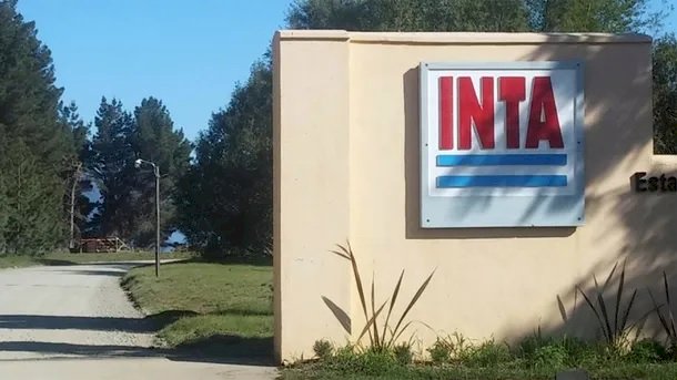 inta milei 